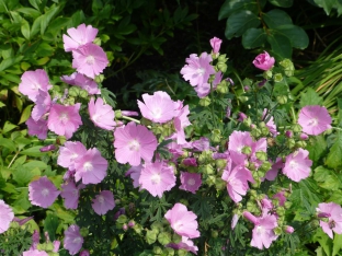 Malva moschata