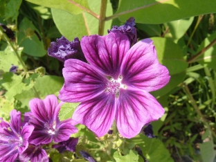 Malva sylvestris subsp. mauritiana