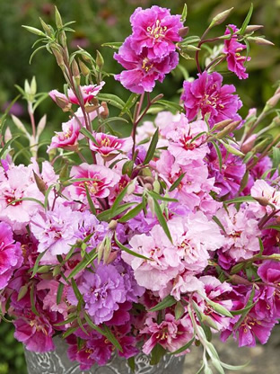 Clarkia unguiculata 'Mixed Colours'