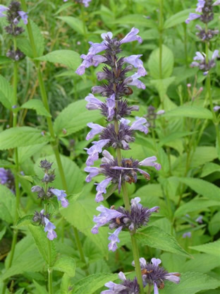 Nepeta mandschuriensis