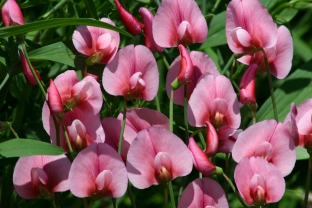 Lathyrus tingitanus 'Roseus'