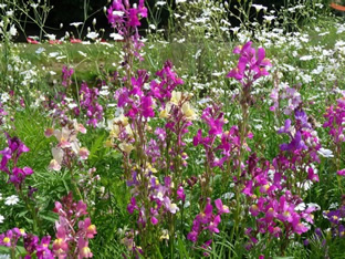 Linaria maroccana 'Northern Lights'