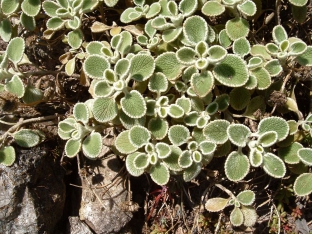 Marrubium cylleneum