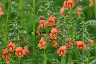 Alonsoa meridionalis 'Coral Beauty'