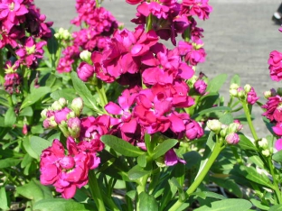 Matthiola incana 'Dwarf Ten Week Mix'