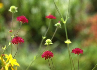 Knautia macedonica