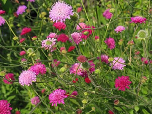 Knautia macedonica 'Melton Pastels'