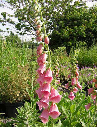 Digitalis x mertonensis