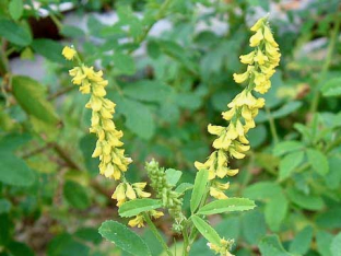 Melilotus officinalis