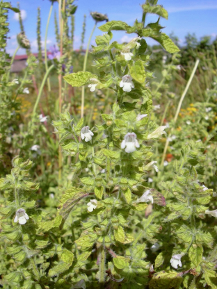 Melissa officinalis subsp. altissima