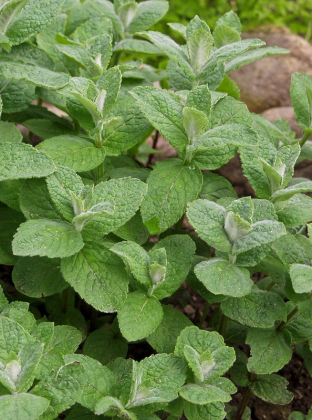 Mentha rotundifolia