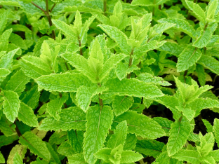 Mentha spicata