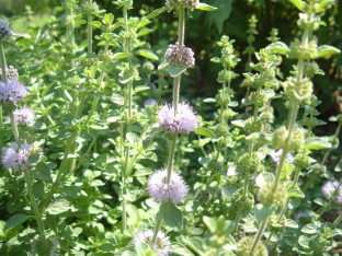 Mentha pulegium