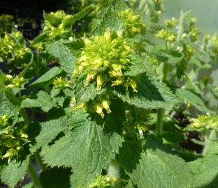 Scrophularia chrysantha