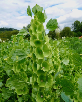 Moluccella laevis