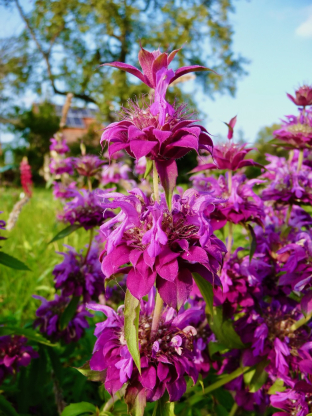 Monarda citriodora