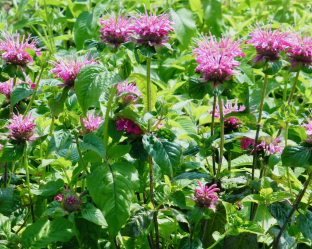 Monarda 'Panorama'