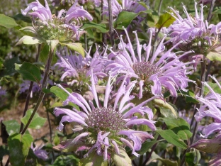 Monarda fistulosa