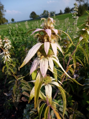 Monarda punctata