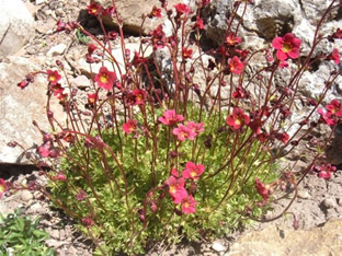 Saxifraga arendsii