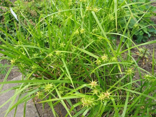 Carex grayi