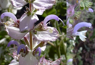 Salvia sclarea