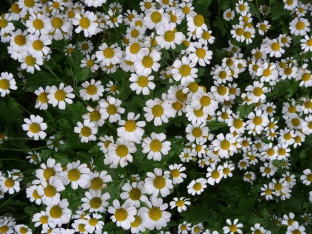 Tanacetum parthenium