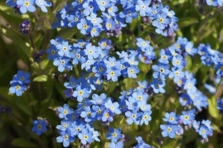 Myosotis sylvatica (Victoria Indigoblau)