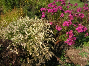 Aster ericoides