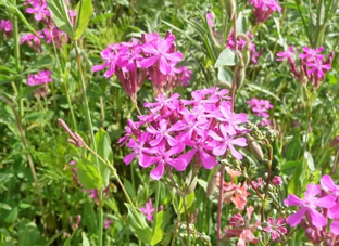 Silene armeria