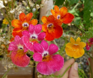 Nemesia strumosa 'Carnival Mixed'