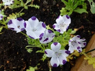 Nemophila maculata