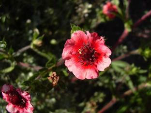 Potentilla nepalensis