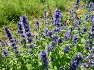 Nepeta clarkei