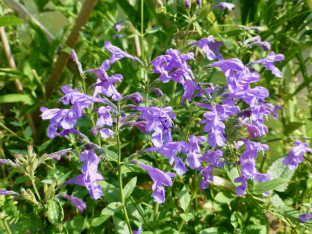 Nepeta sibirica