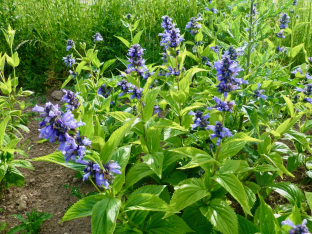 Nepeta subsessilis
