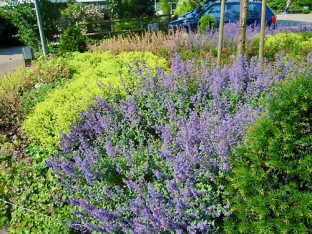 Nepeta x faassenii