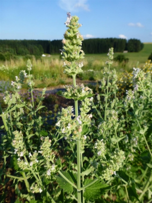 Nepeta cataria