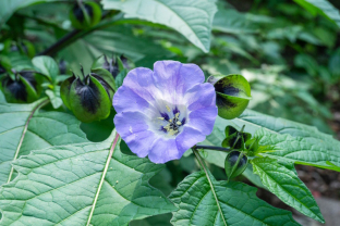 Nicandra physalodes