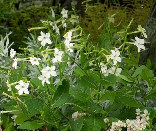 Nicotiana alata 'Grandiflora'