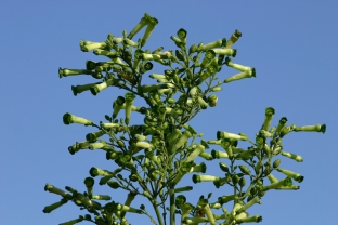 Nicotiana paniculata