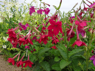 Nicotiana x sanderae 'Crimson Bedder'