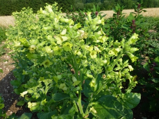 Nicotiana rustica