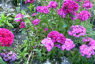 Dianthus barbatus 'Indianerteppich'