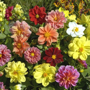 Dahlia variabilis 'Bambino-Mix'