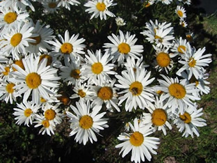 Leucanthemum maximum nanum 'Silberprinzesschen'