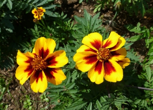 Tagetes patula 'Naughty Marietta'