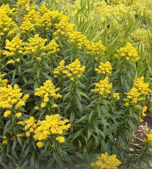 Solidago canadensis 'Golden Baby'