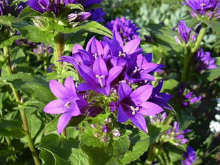 Campanula glomerata 'Acaulis'