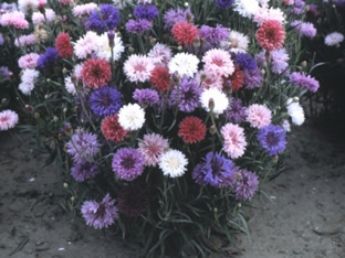 Centaurea cyanus 'Midget Mischung'